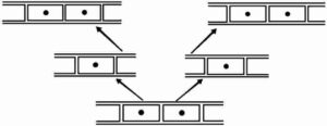 How do Organisms Reproduce