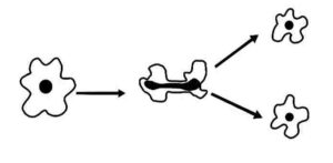 How do Organisms Reproduce