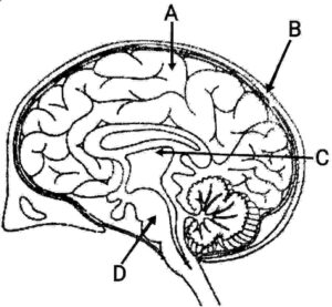 Control and Coordination