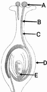 How do Organisms Reproduce