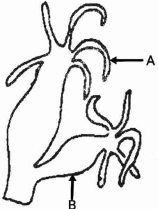 How do Organisms Reproduce